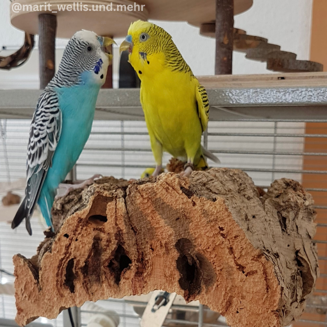 Knabberspaß für Vögel