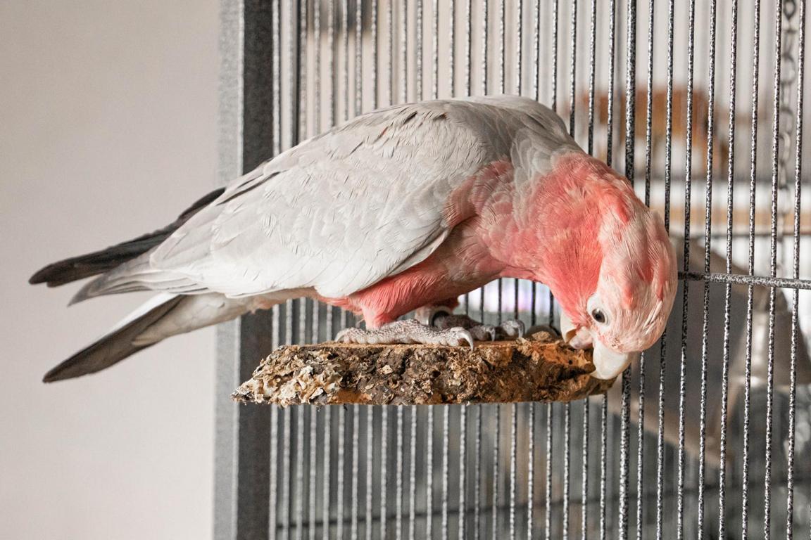Sitzbrett aus Kork für Vögel kaufen