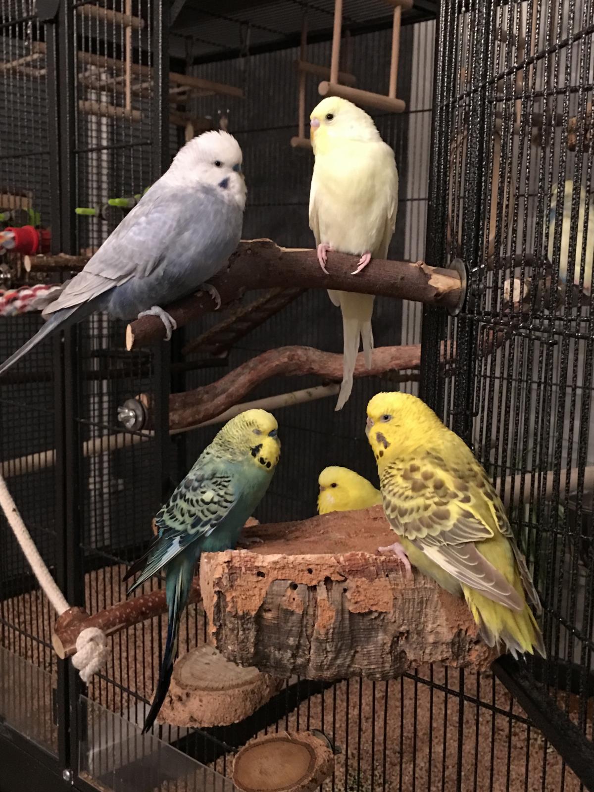Naturkork für Vögel