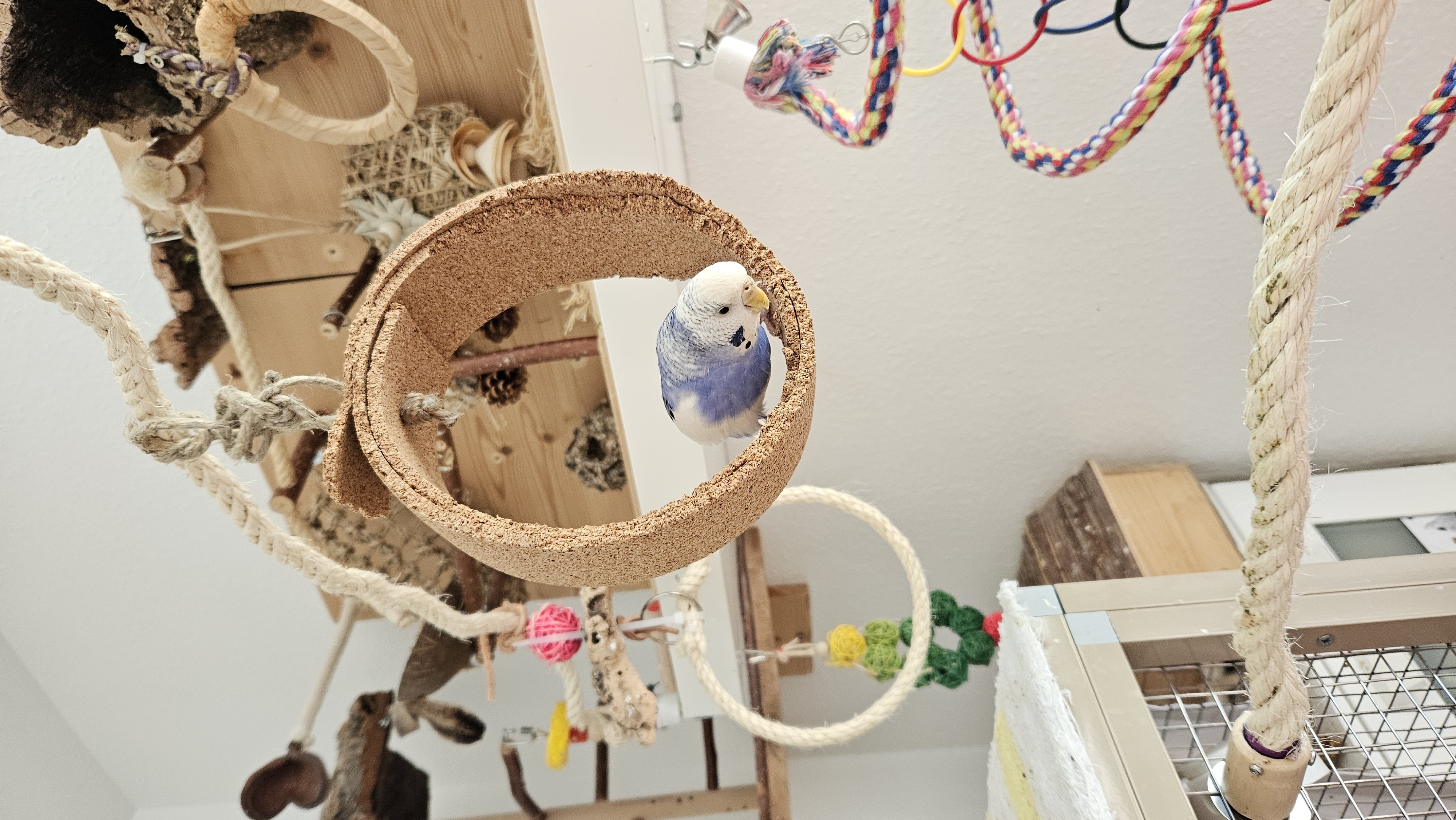 Runde Vogel-Schaukel zum Spielen, Sitzen und Anknabbern | Vogelspielzeug aus Kork