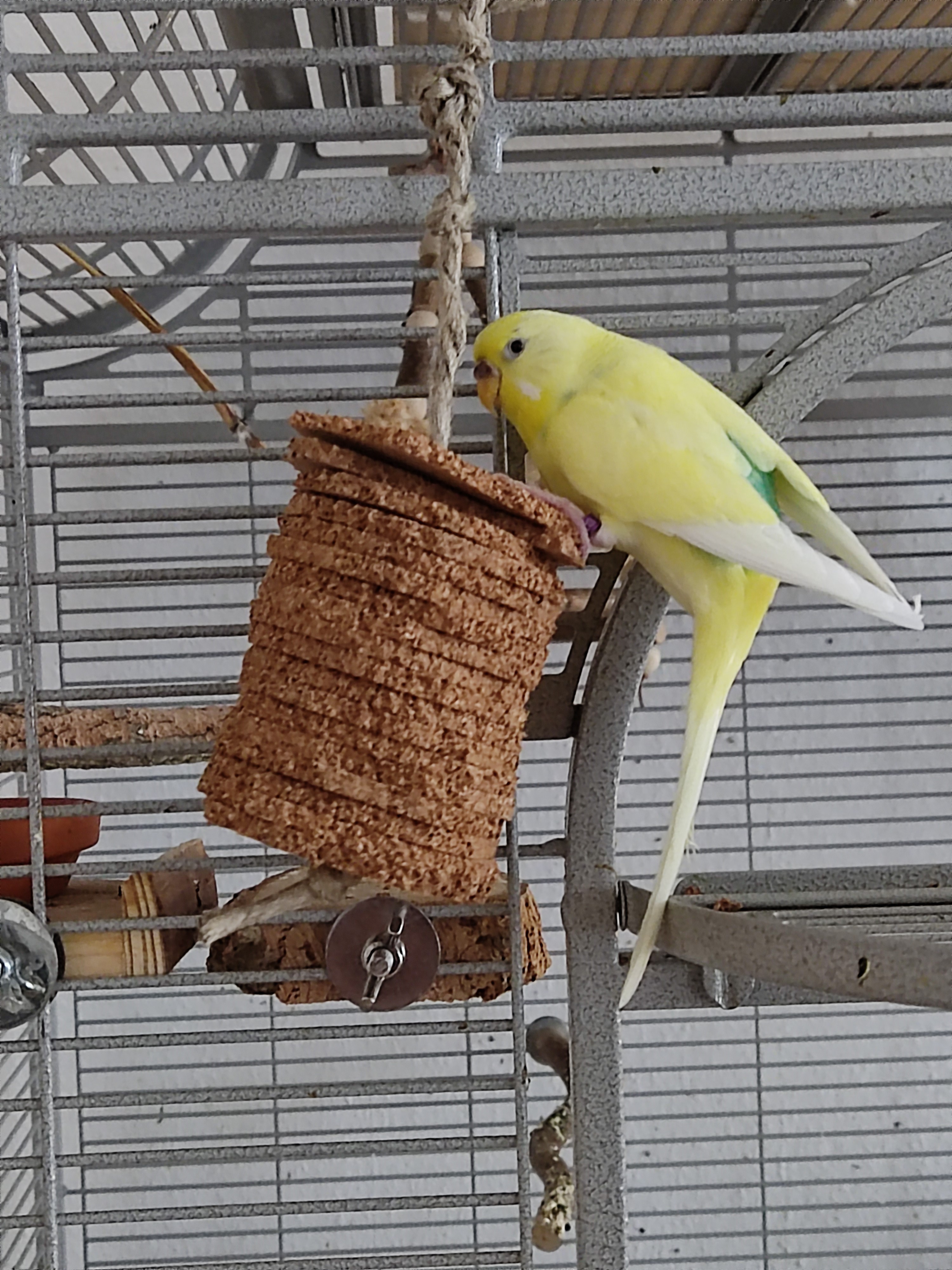 Vogel-Kork-Knabberseil