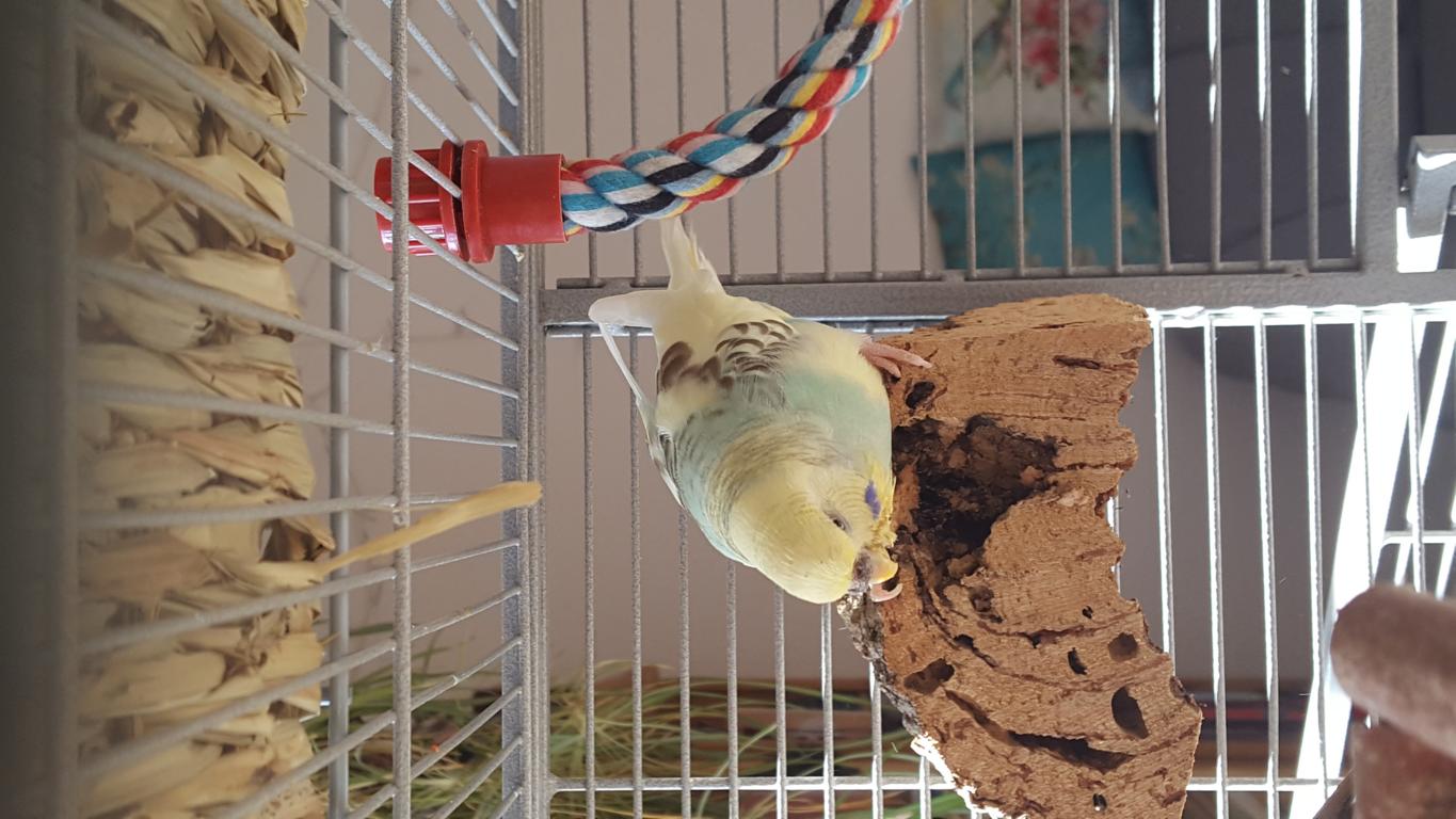 Korkstücke zum Knabbern für den Tierbedarf