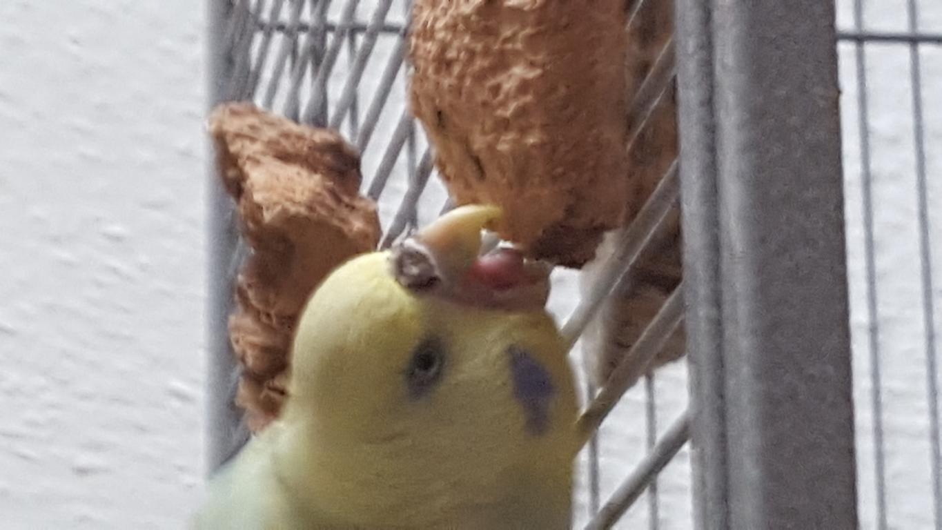 Pickstein für kleine Vögel