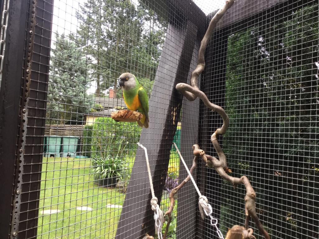 Sitzbrettchen Kork Voliere Vögel