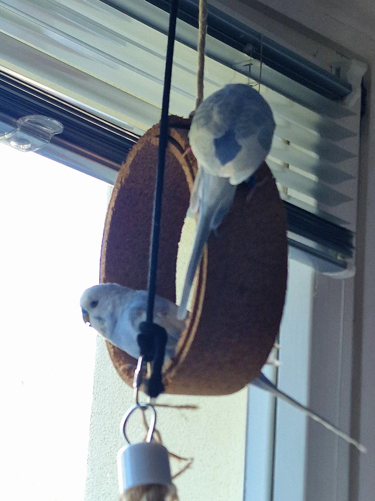 Vogelspielzeug aus Kork