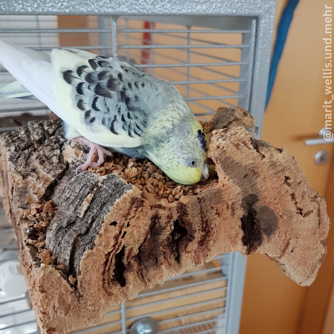 Schreddern am Pickstein