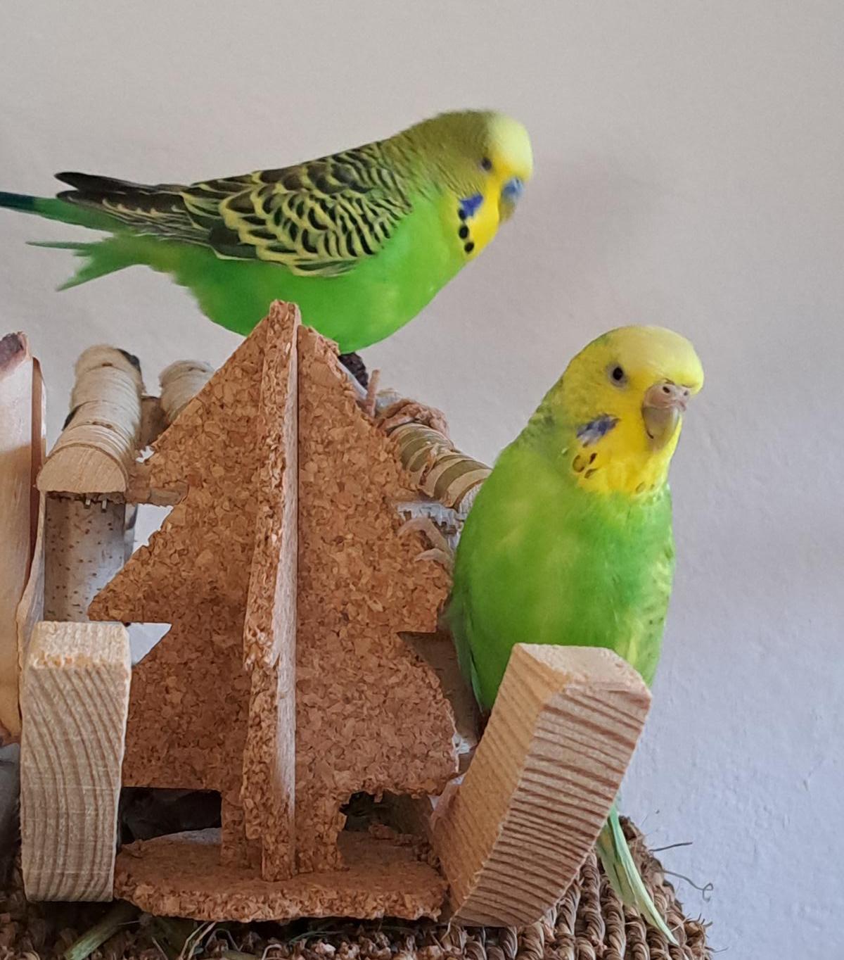 Wellensittiche und Kork-Schredderbaum