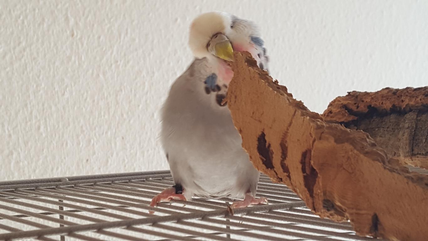 Kork-Knabberspaß für Vögel