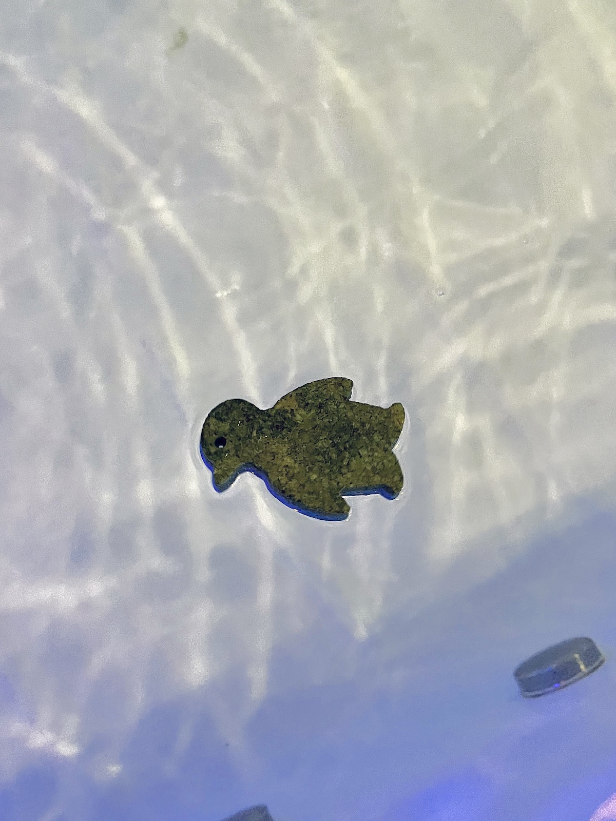 Schwimmender Pinguin