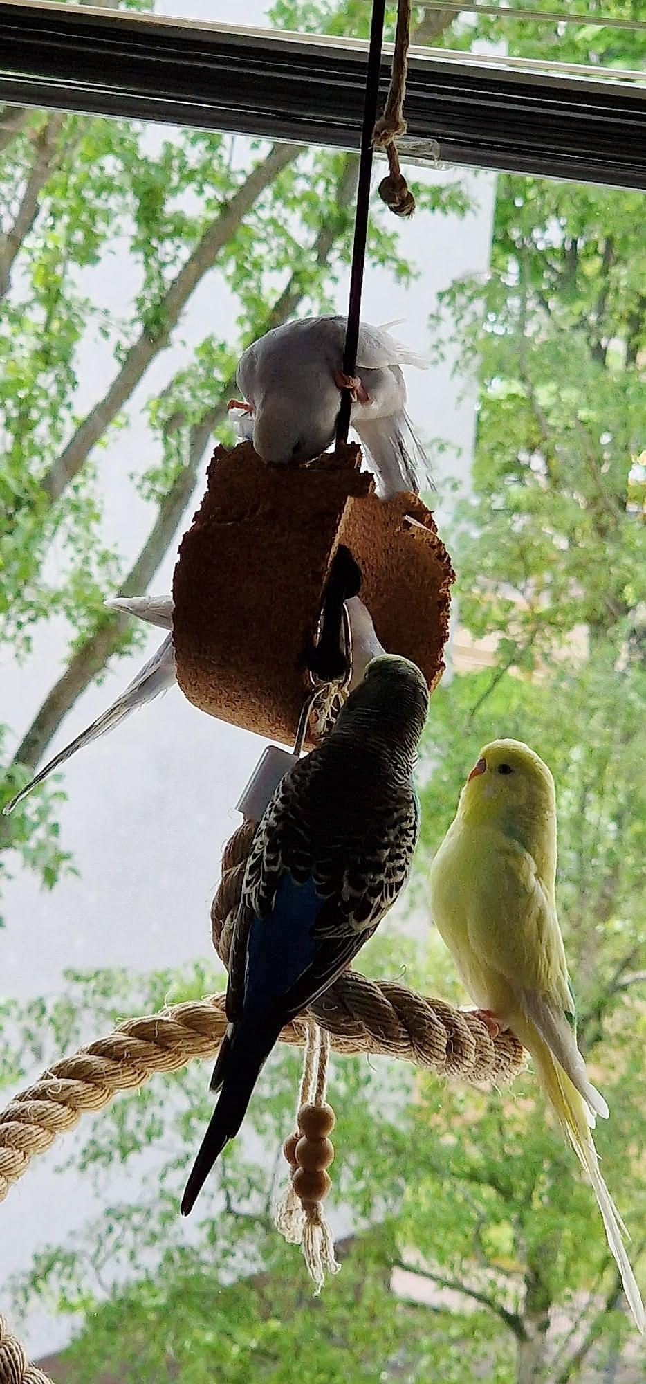Vogelschaukel aus Kork für Wellensittiche