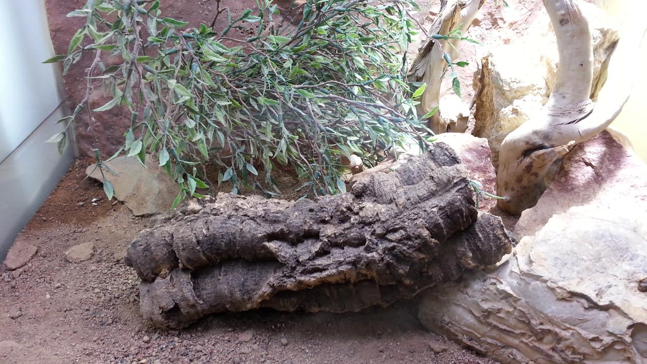 Korkröhre als Dekoration in Terrarien