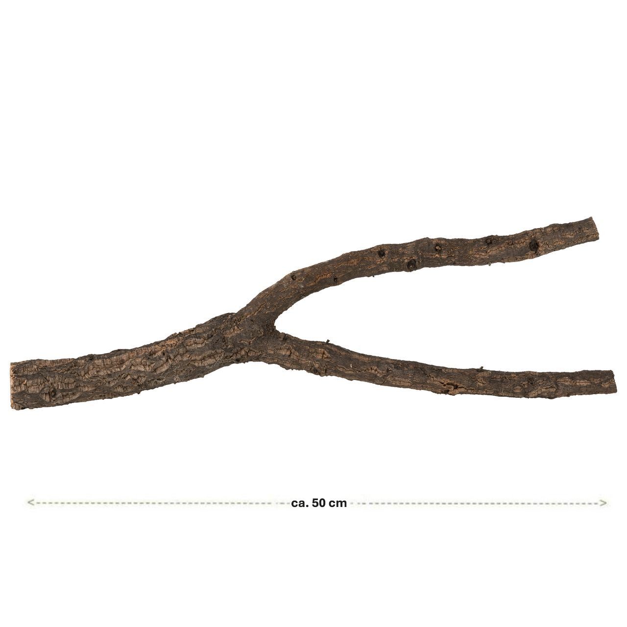 50 cm langer Korkast von der Korkeiche