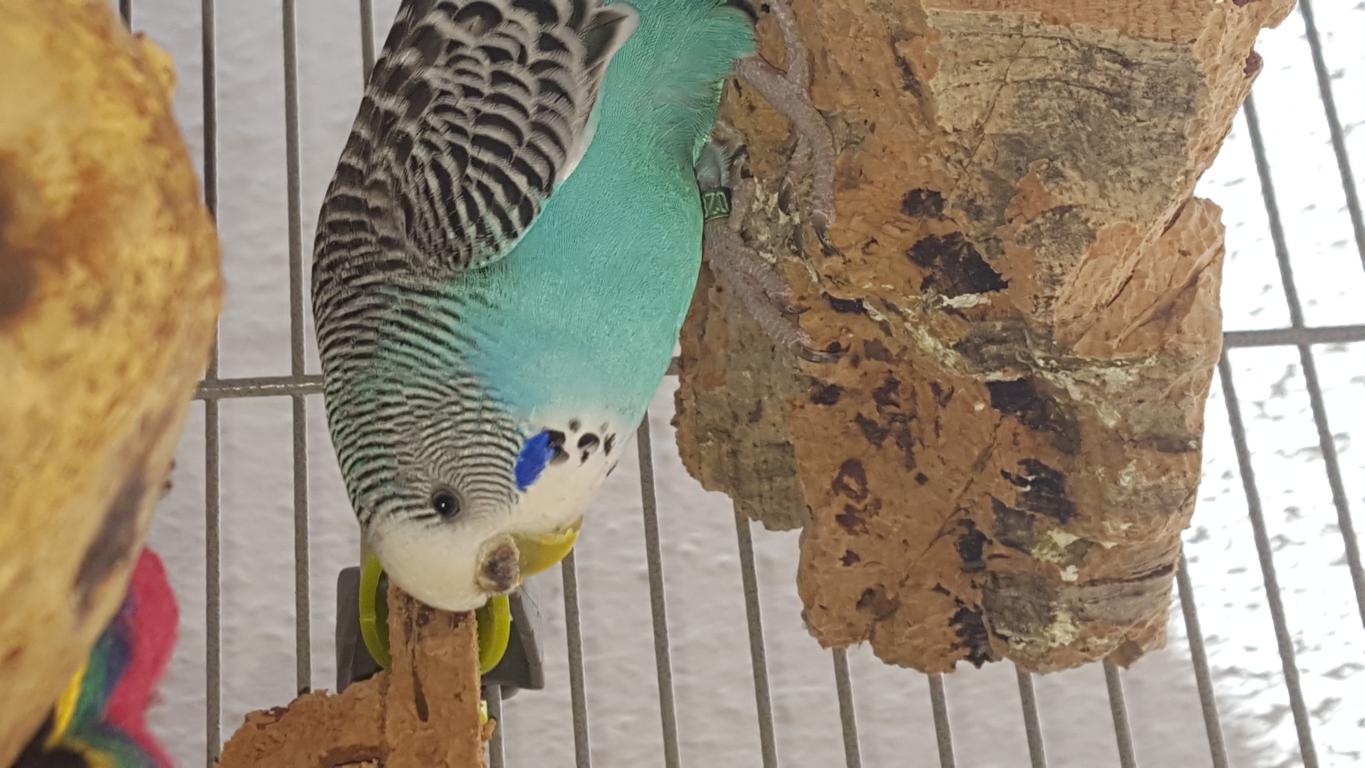 natürliche Korkstückchen für Vögel