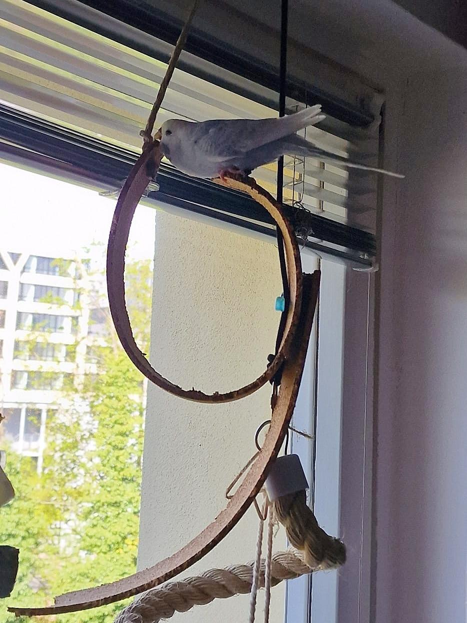Vogelschaukel (Presskork) für Papageien & Wellensittiche