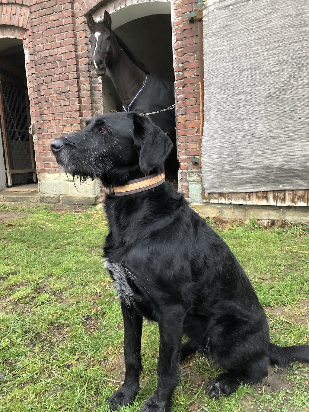 Hundehalsband aus Kork