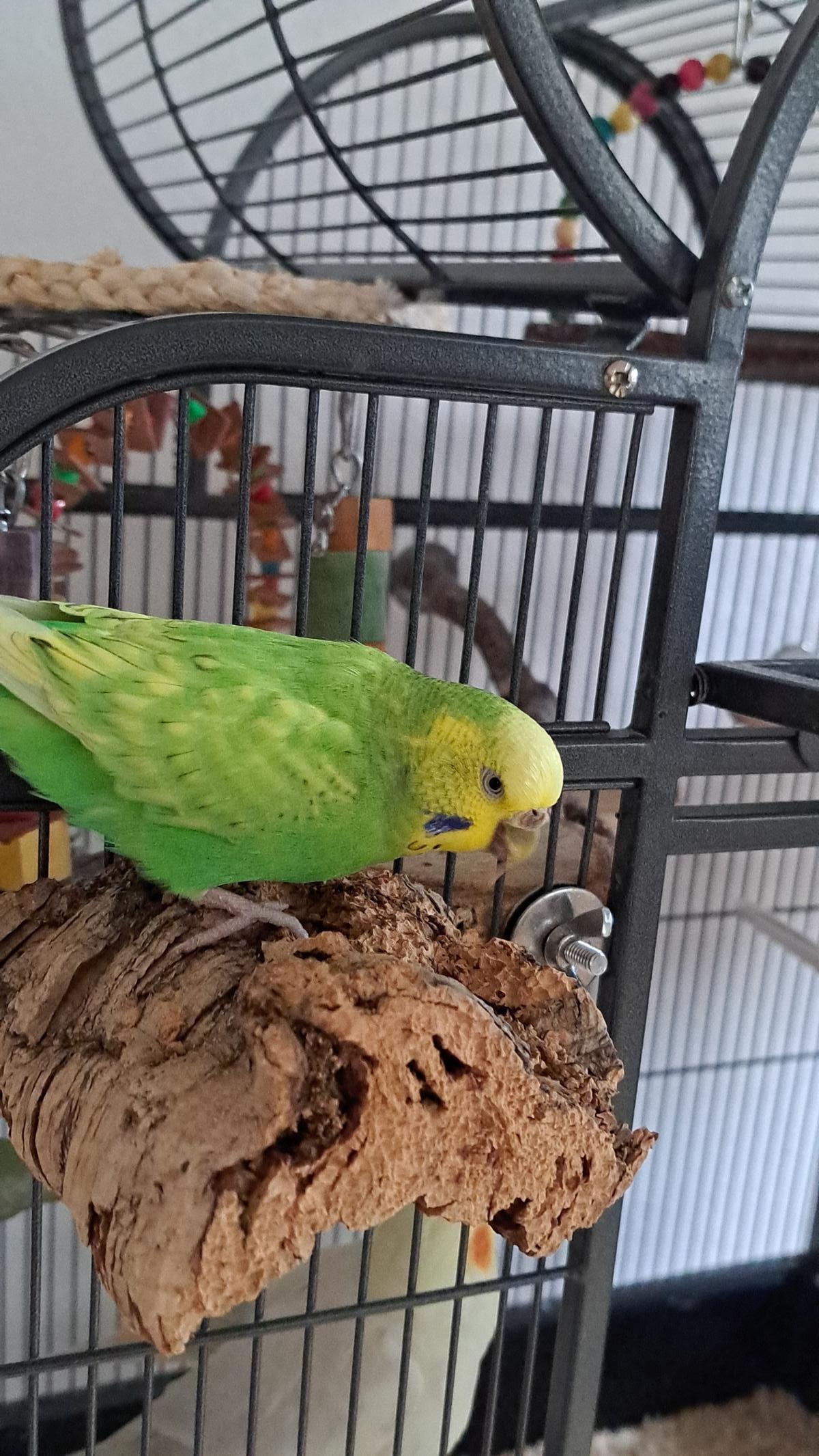 Pickstein für Vögel aus Korkrinde (unbehandelt)