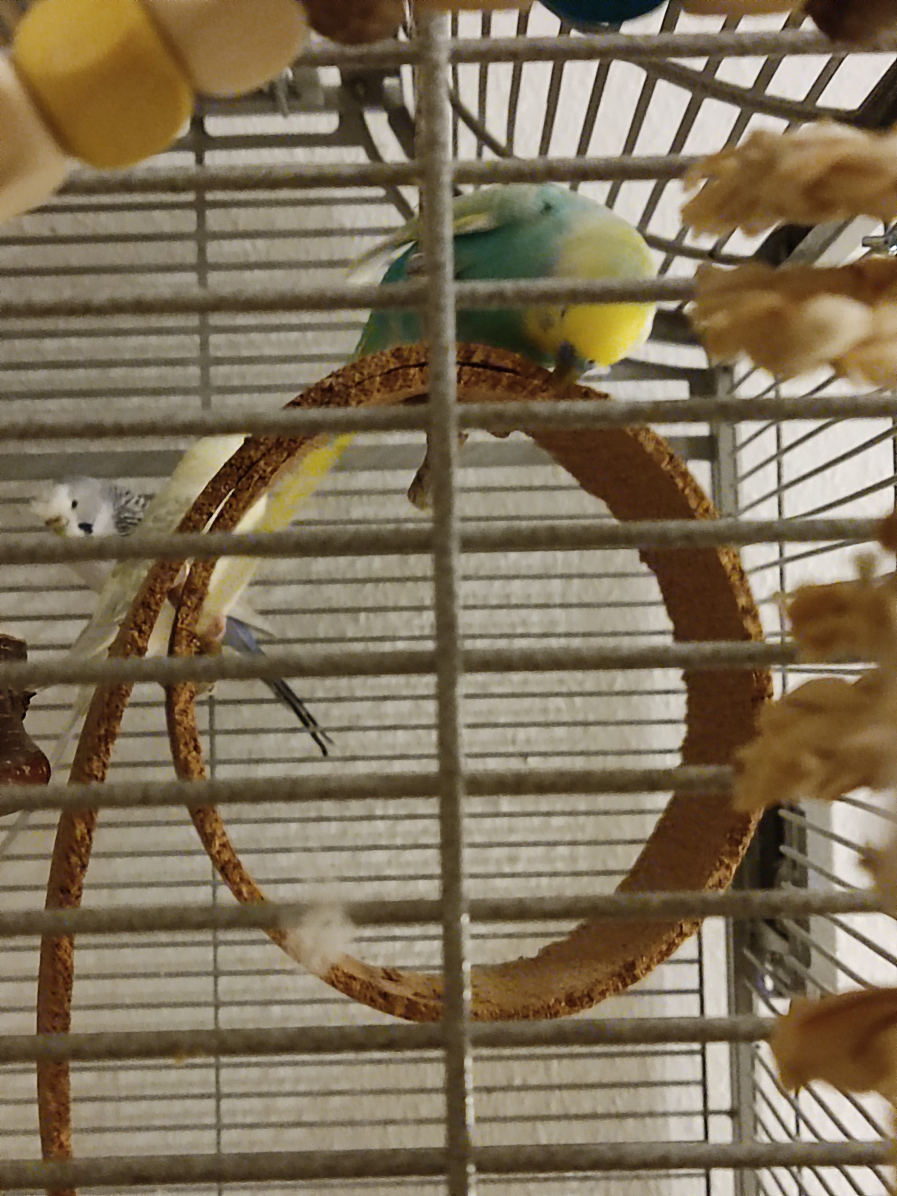 Vogelschaukel aus Presskork