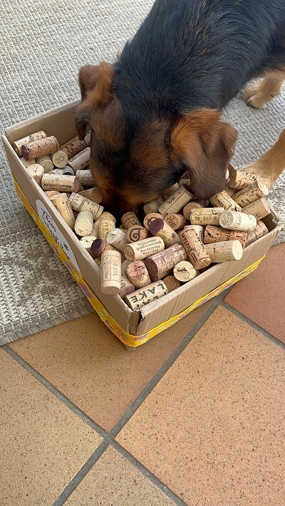 Schnüffelbox für Hunde selber machen