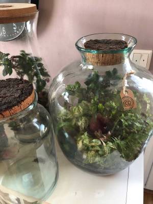 Pflanzen im Glas mit Korkdeckel