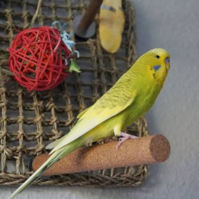 lebensmittelechte Korkstange für Vögel