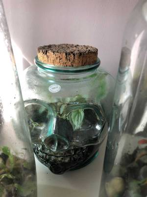 Glasbehälter mit Pflanzen und Kork-Deckel