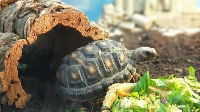 Schildkröte Kork-Unterschlupf