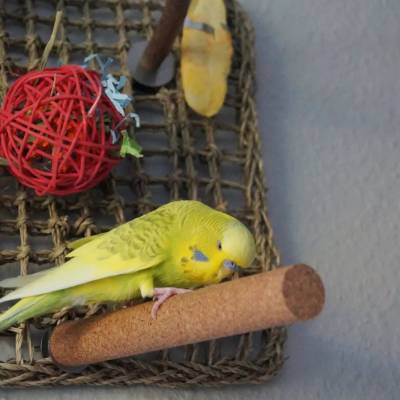 Kork-Sitzstange Vögel und Papageien